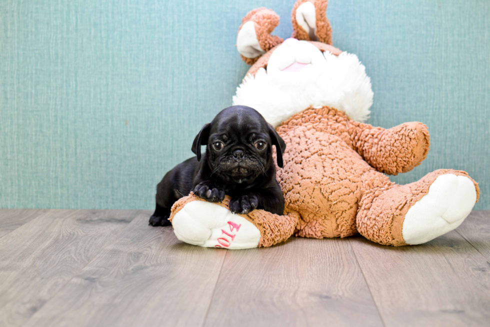 Happy Pug Purebred Puppy