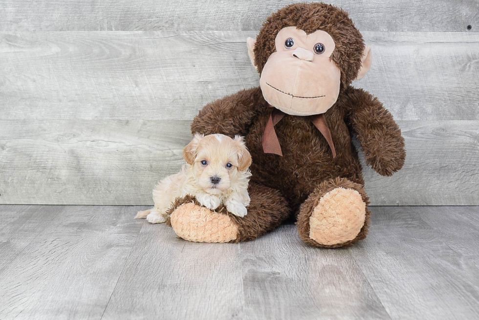 Friendly Maltipoo Baby