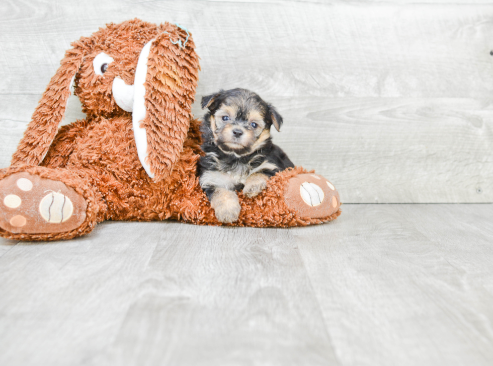 Adorable Yorkie Designer Puppy