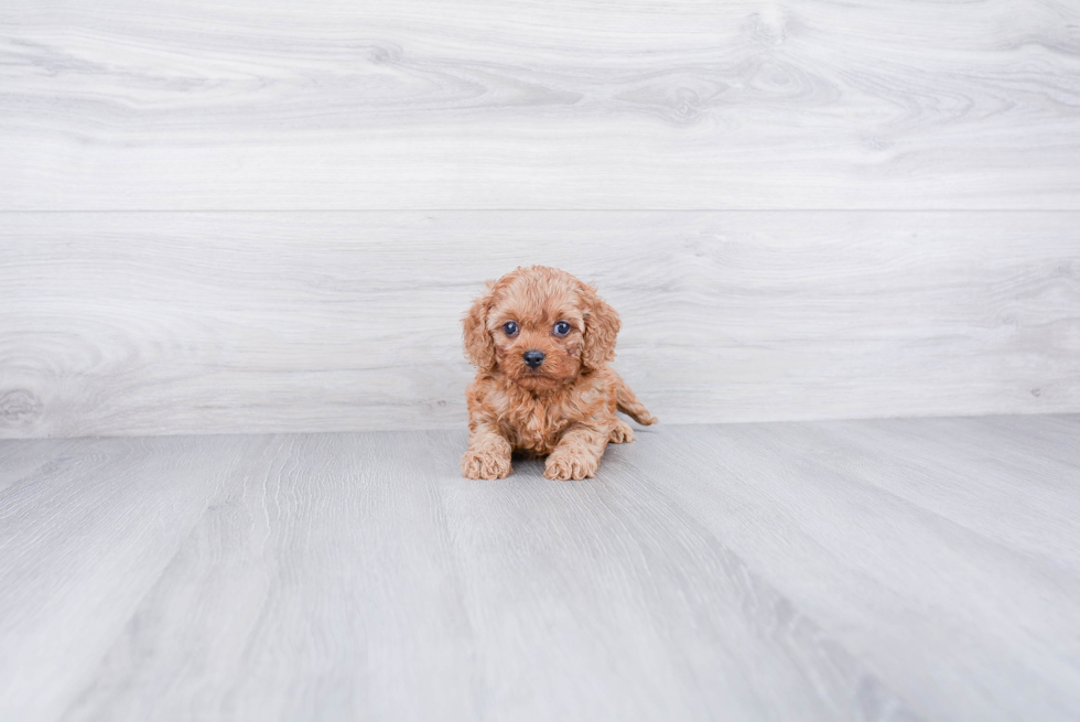 Energetic Cavoodle Poodle Mix Puppy