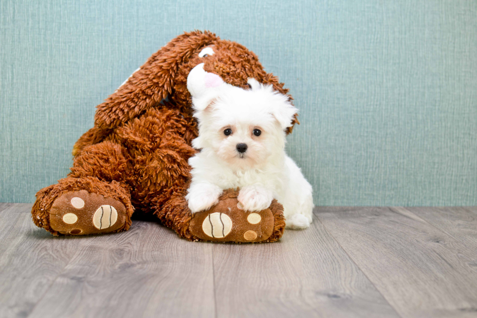 Maltese Pup Being Cute