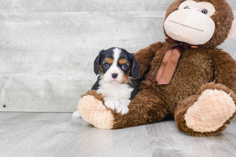 Small Cavalier King Charles Spaniel Purebred Pup