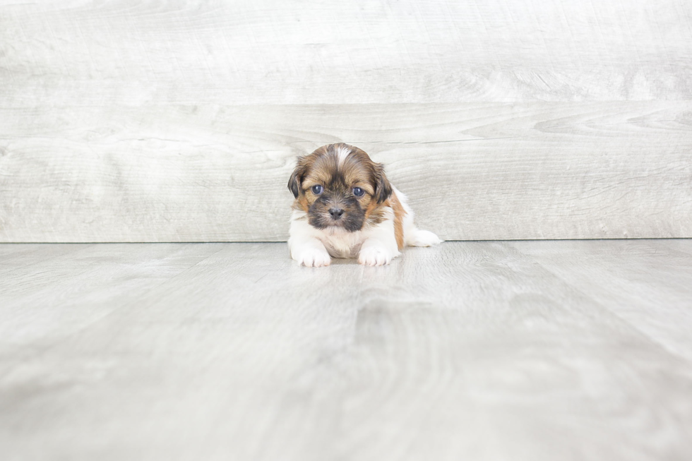 Teddy Bear Pup Being Cute