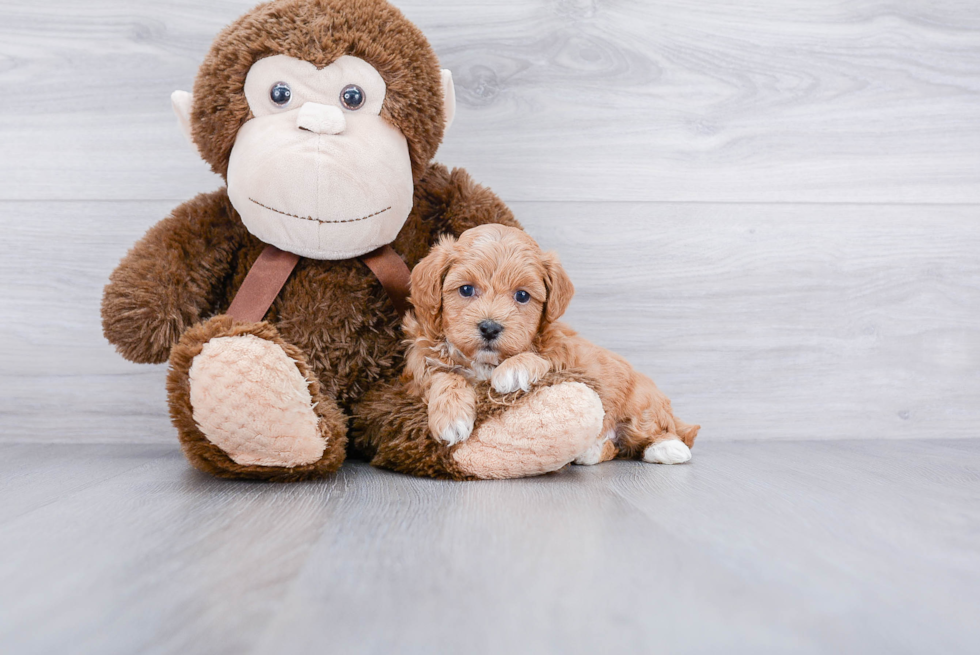 Friendly Maltipoo Baby