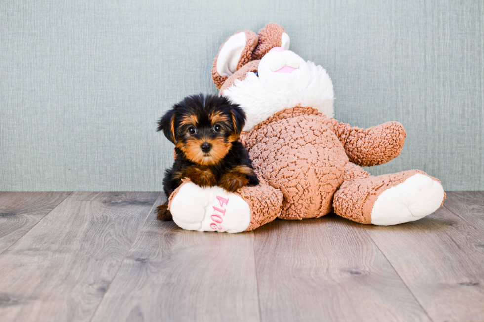 Meet Bella - our Yorkshire Terrier Puppy Photo 