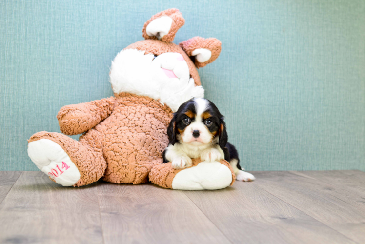 Cavalier King Charles Spaniel Pup Being Cute