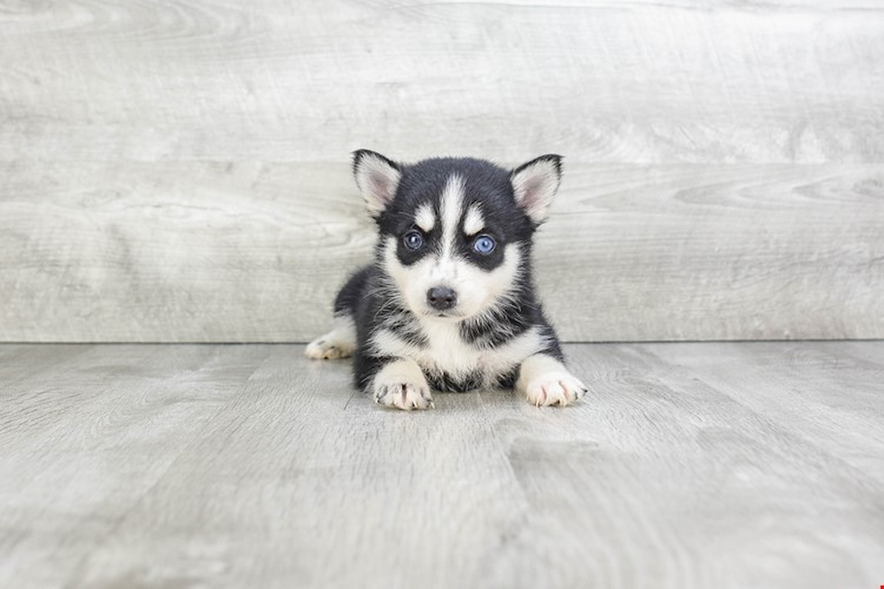 Playful Mini Husky Designer Puppy