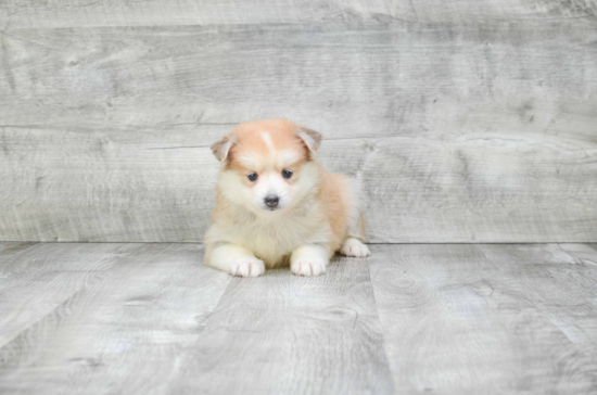 Sweet Pomsky Baby