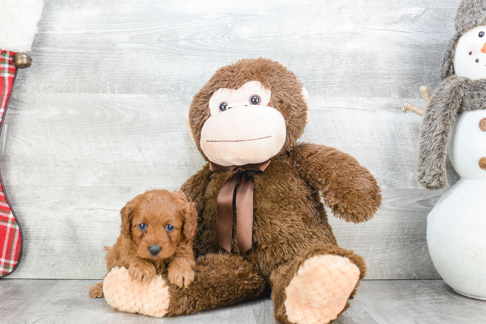 Cavapoo Pup Being Cute