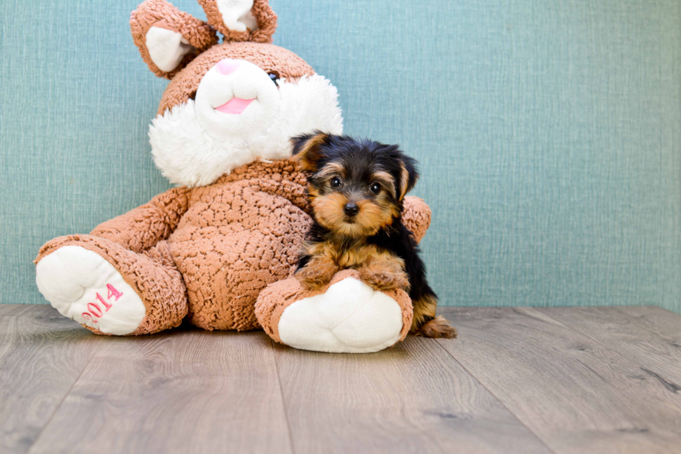 Meet Timmy - our Yorkshire Terrier Puppy Photo 