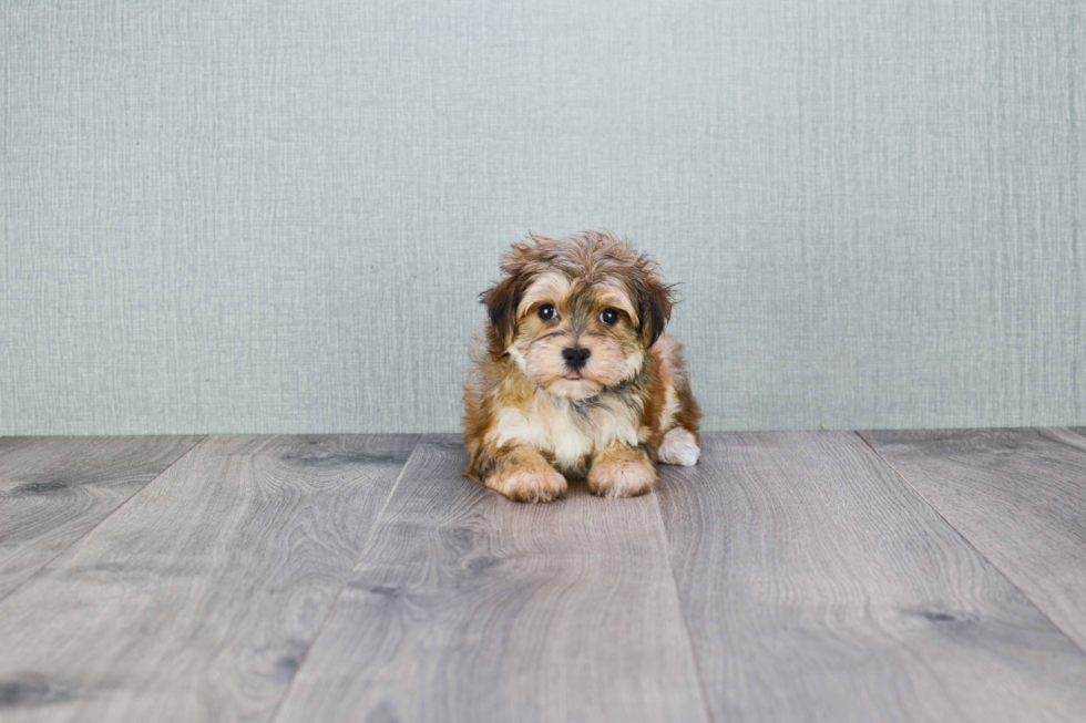 Morkie Puppy for Adoption