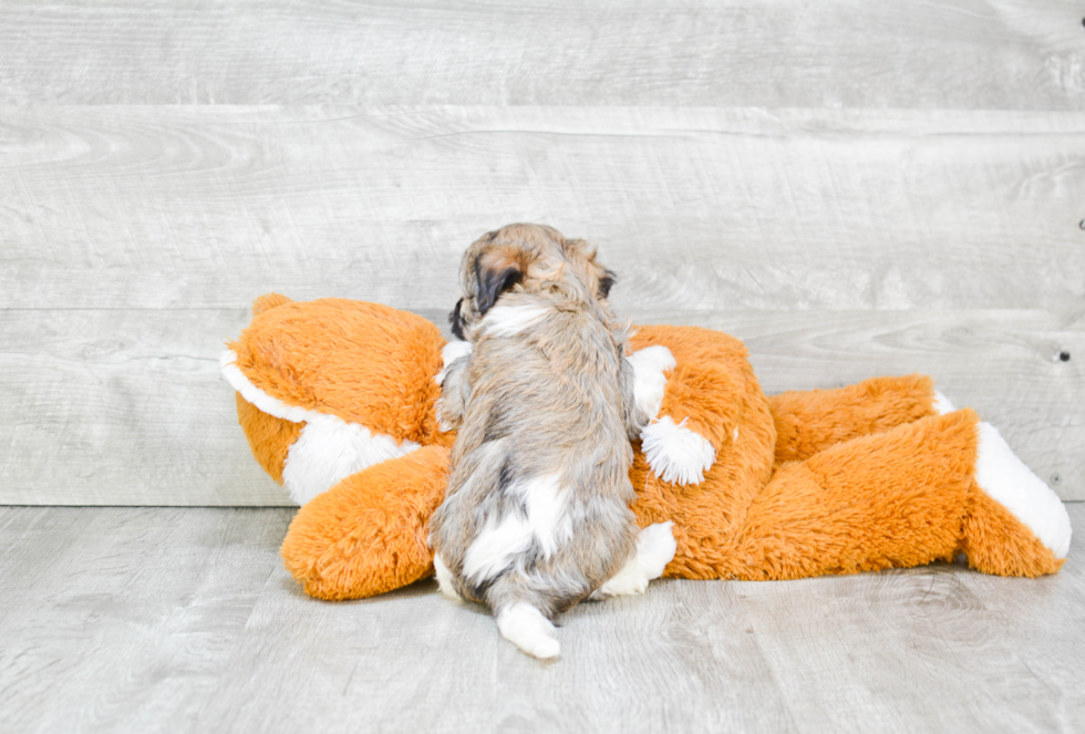 Havanese Pup Being Cute