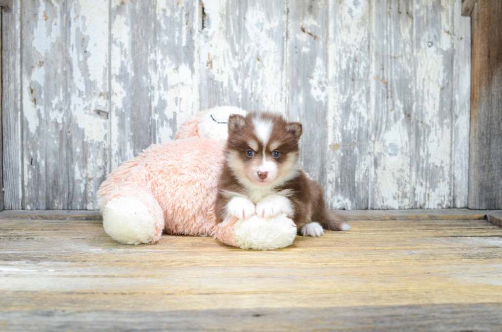 Friendly Pomsky Baby