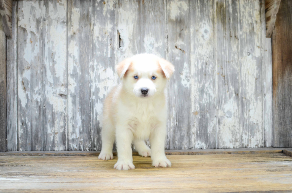 Friendly Pomsky Baby