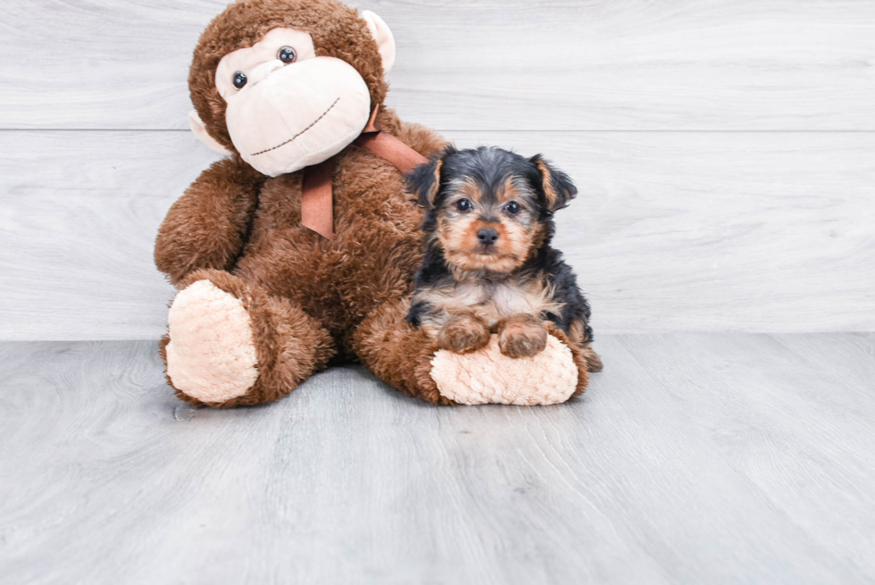 Meet Rascal - our Yorkshire Terrier Puppy Photo 