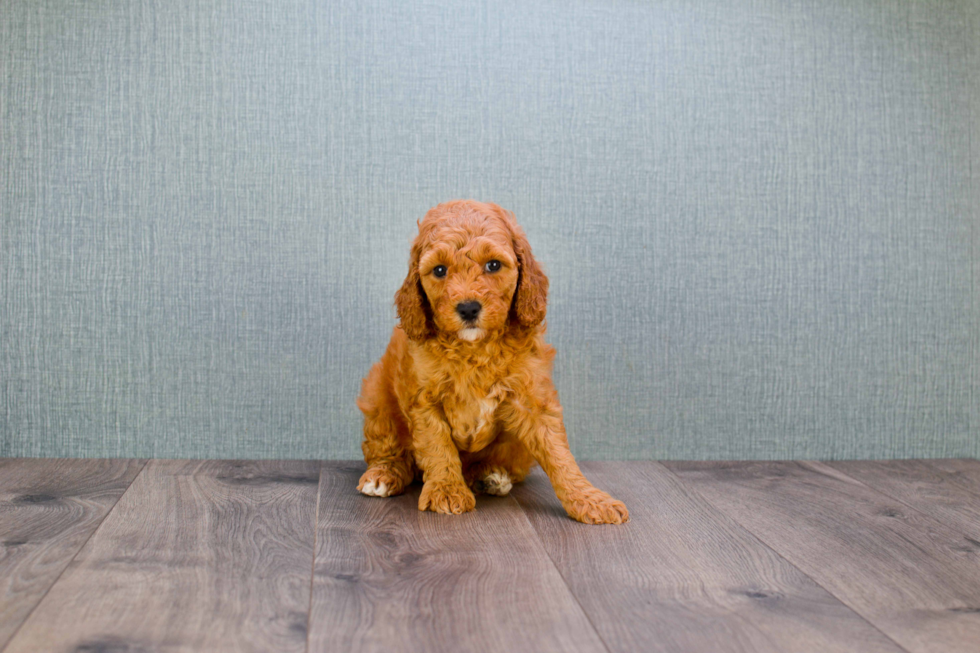 Best Mini Goldendoodle Baby