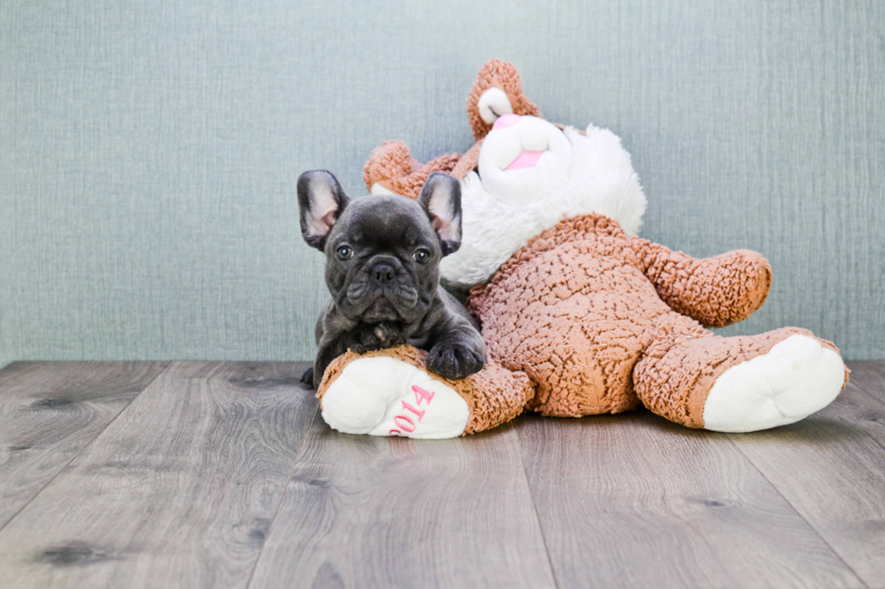 French Bulldog Pup Being Cute