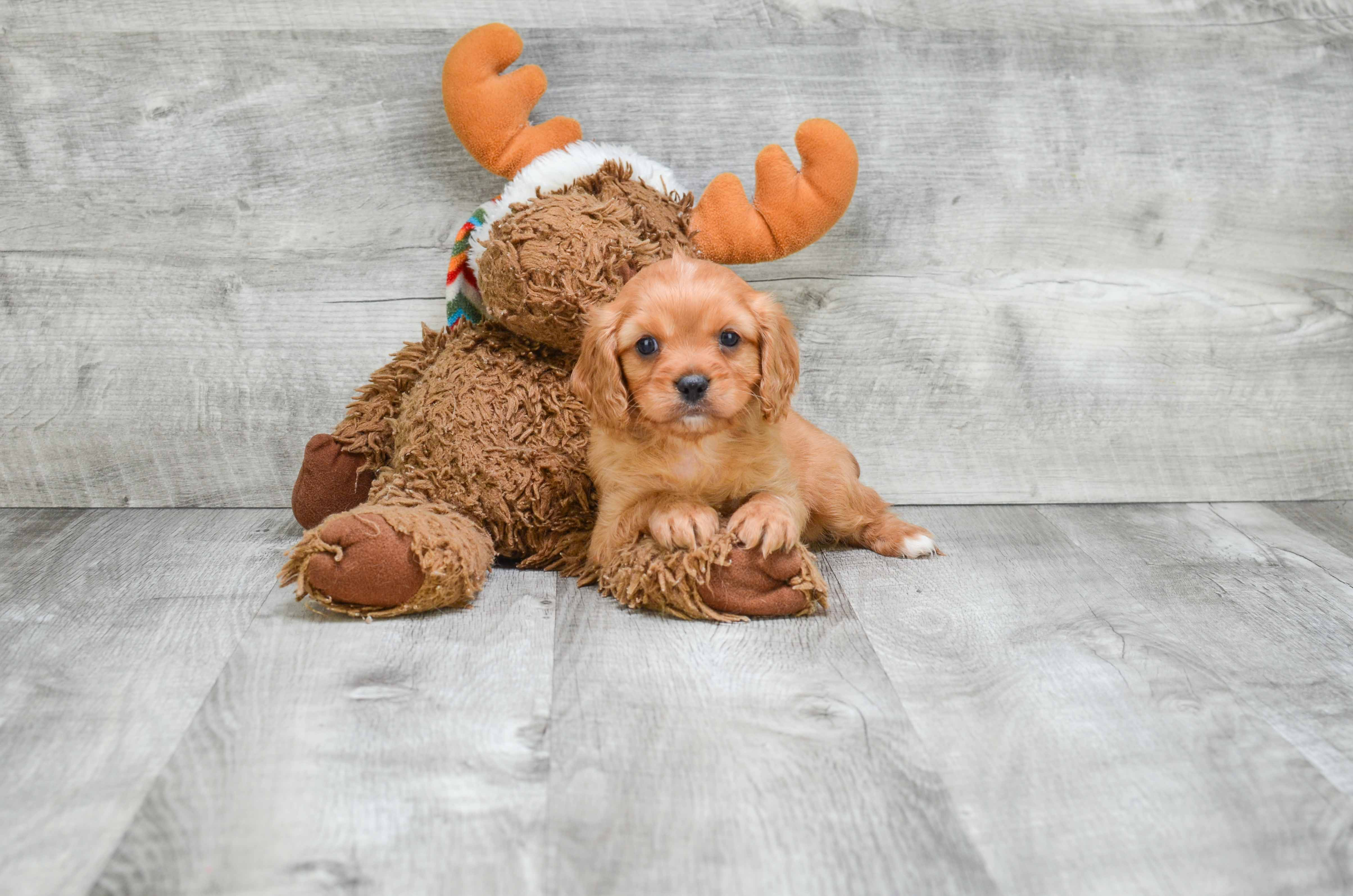 Smart Cavalier King Charles Spaniel Purebred Puppy