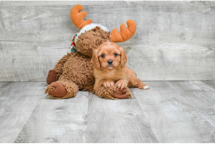 Smart Cavalier King Charles Spaniel Purebred Puppy