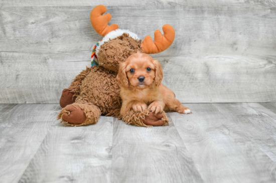 Smart Cavalier King Charles Spaniel Purebred Puppy