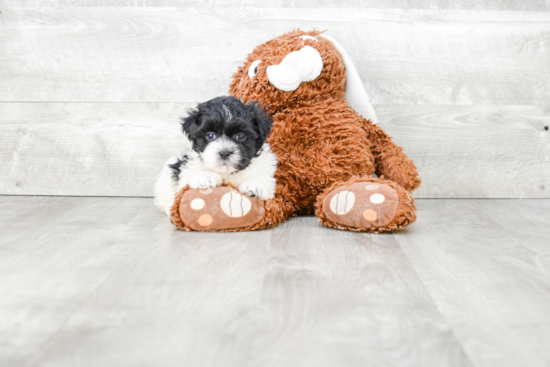 Popular Teddy Bear Designer Pup