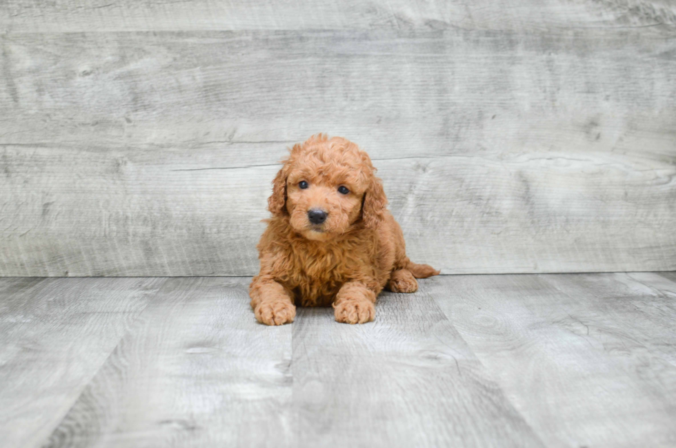 Happy Mini Goldendoodle Baby