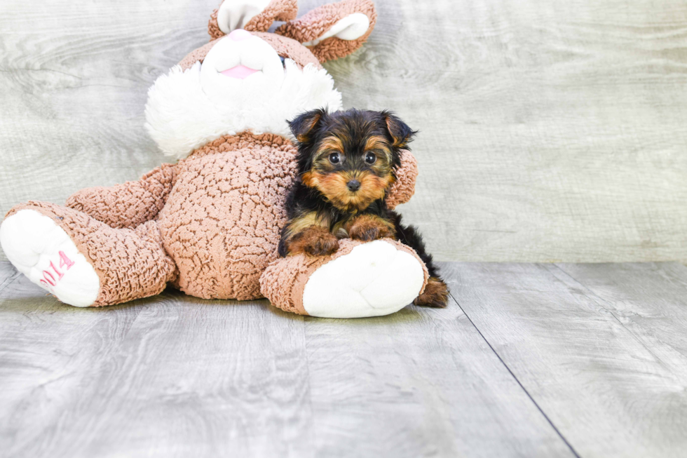 Meet Heidi - our Yorkshire Terrier Puppy Photo 