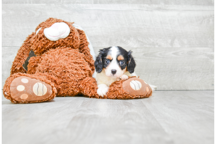 Cavalier King Charles Spaniel Puppy for Adoption