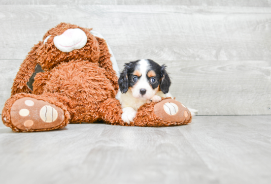 Cavalier King Charles Spaniel Puppy for Adoption