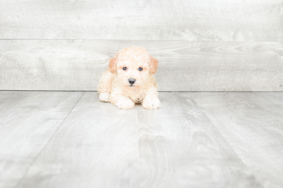 Small Maltipoo Baby