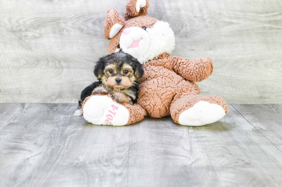 Fluffy Morkie Designer Pup