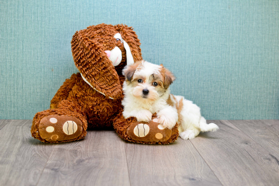 Fluffy Morkie Designer Pup