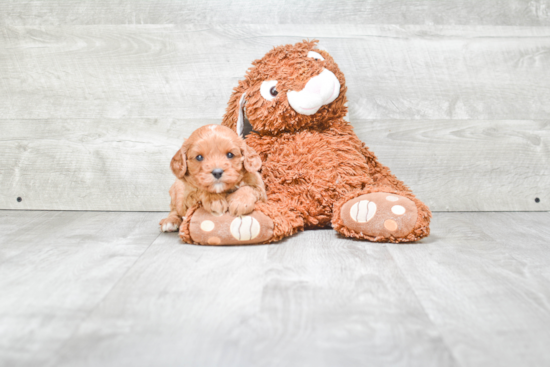 Sweet Cavapoo Baby