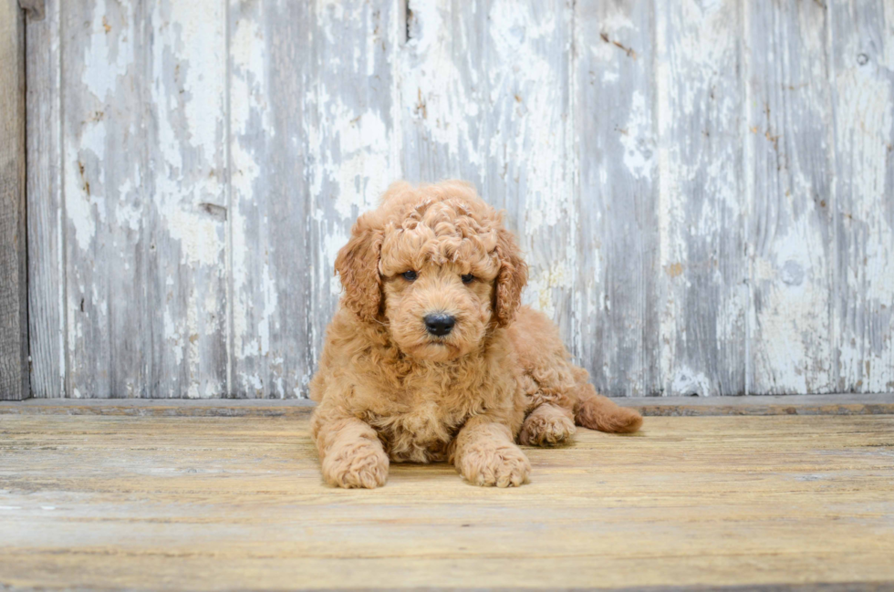 Petite Mini Goldendoodle Poodle Mix Pup