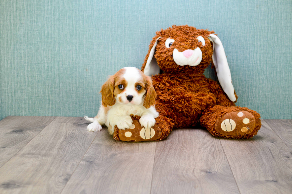 Cavalier King Charles Spaniel Pup Being Cute