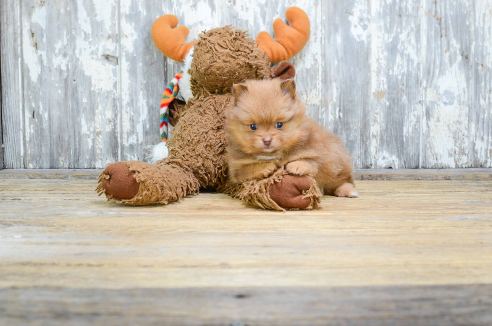 Pomeranian Pup Being Cute