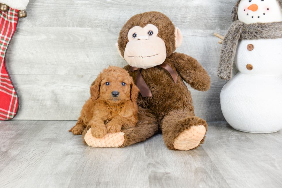 Playful Golden Retriever Poodle Mix Puppy