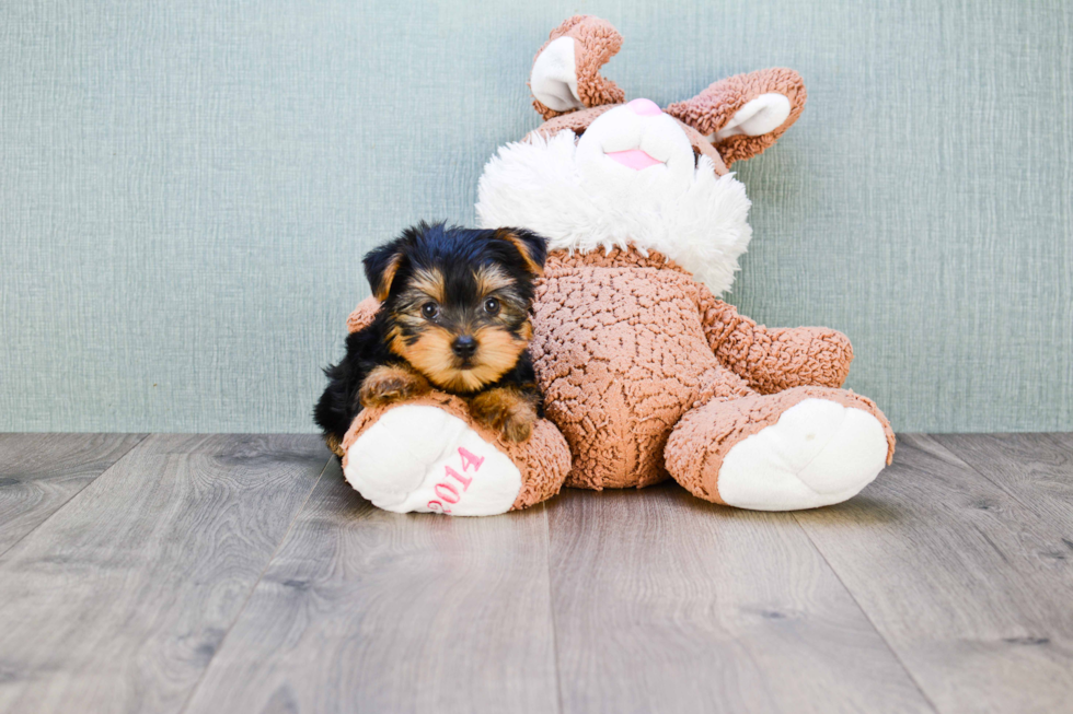 Meet Rascal - our Yorkshire Terrier Puppy Photo 