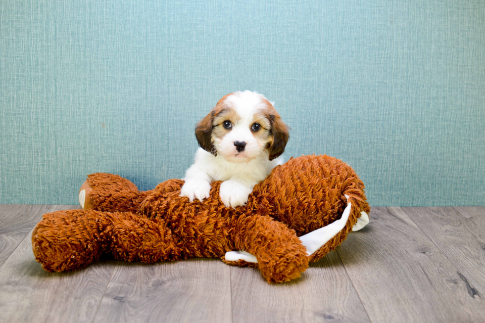 Petite Cavachon Designer Pup