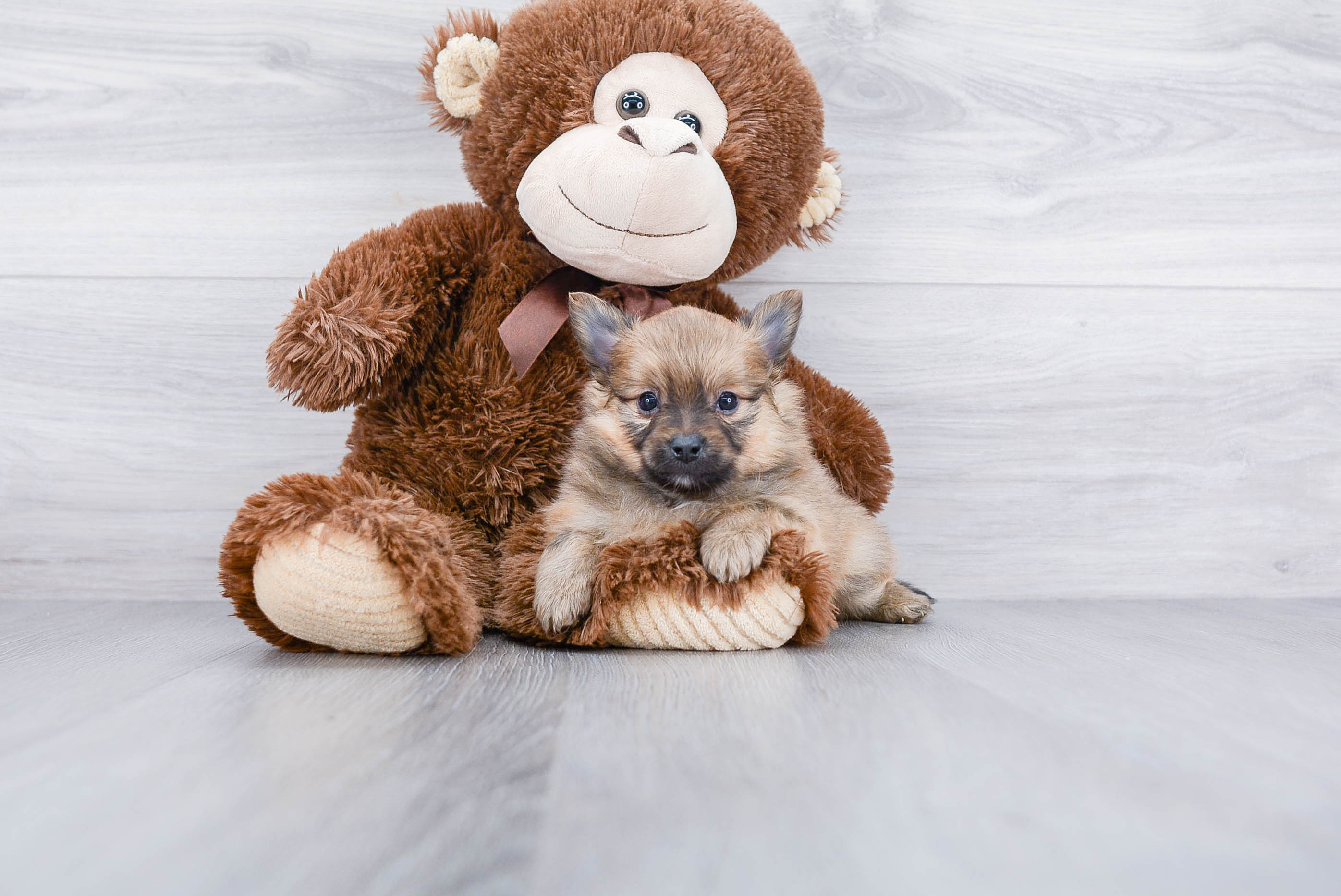 Pomeranian Puppy for Adoption
