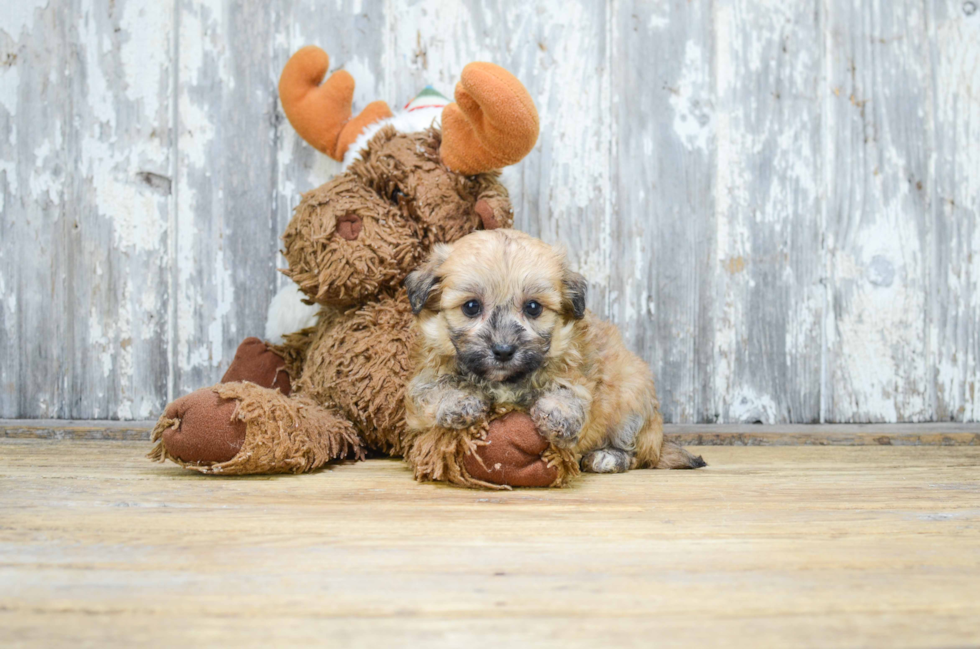 Cute Teddy Bear Baby