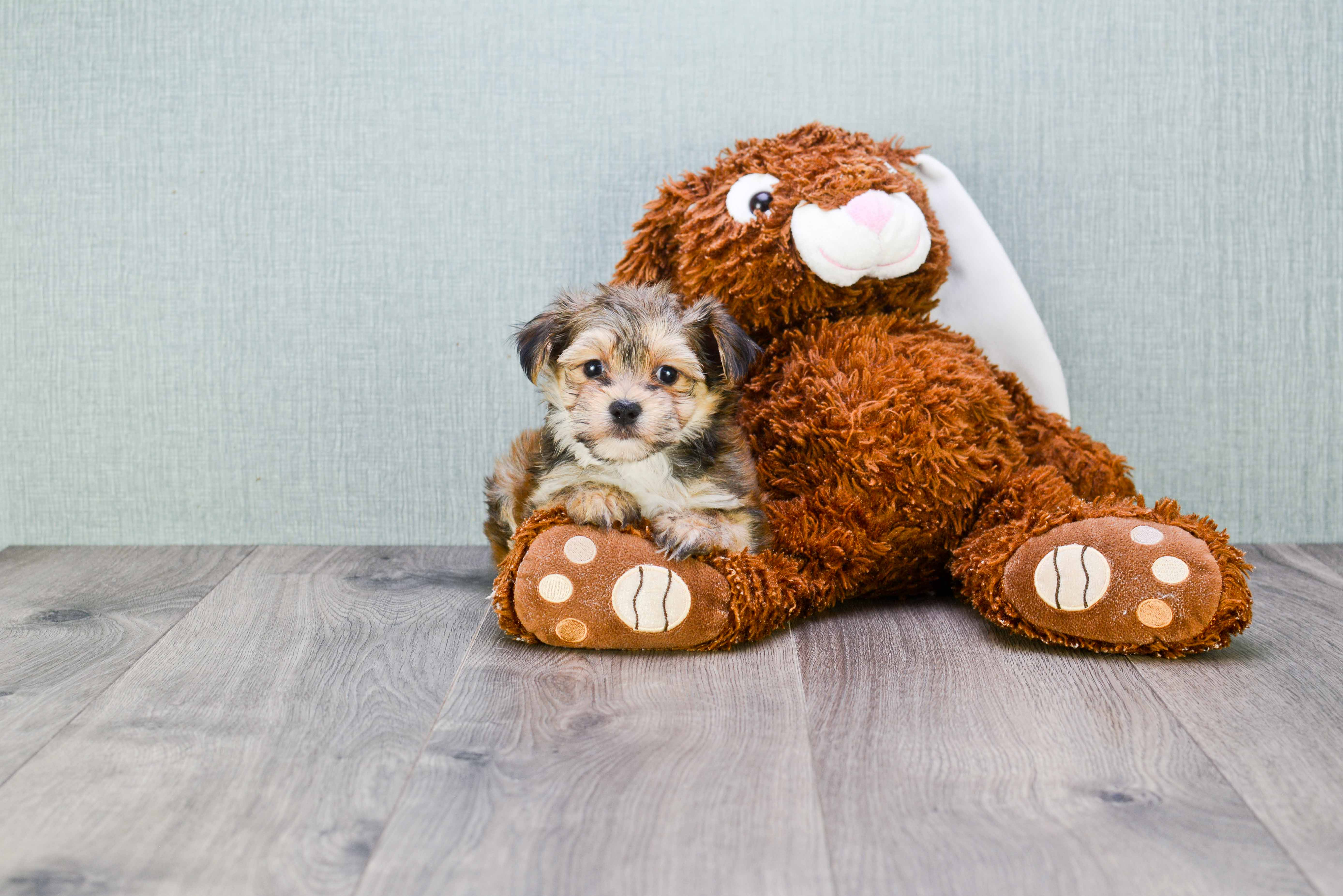 Morkie Pup Being Cute