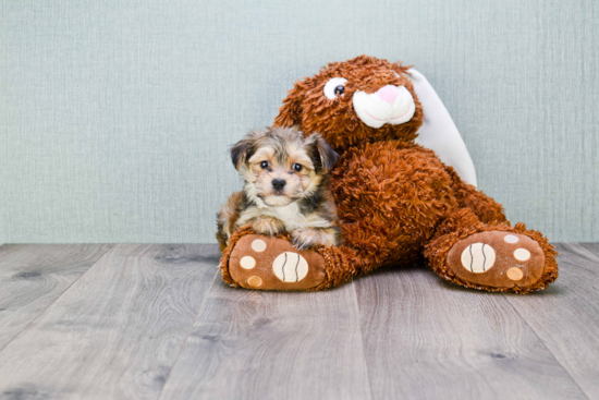 Morkie Pup Being Cute