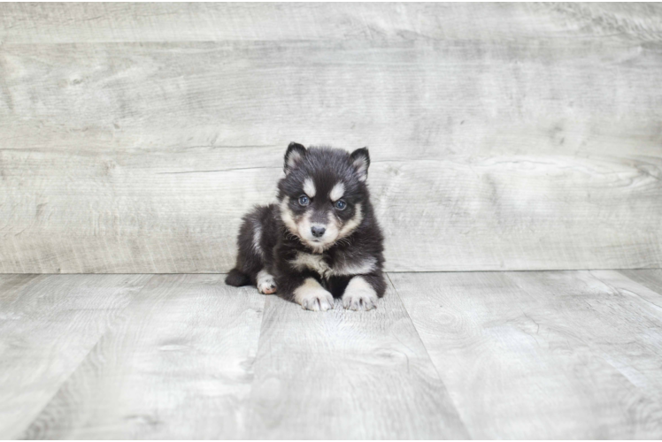 Best Pomsky Baby