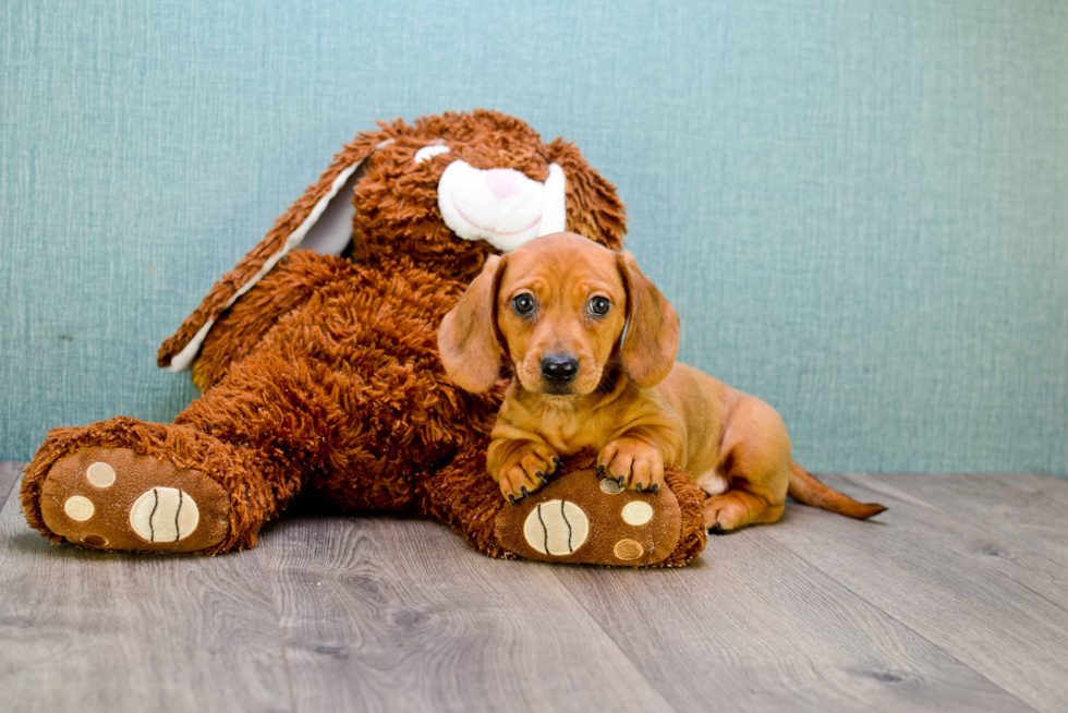 Cute Dachshund Purebred Pup