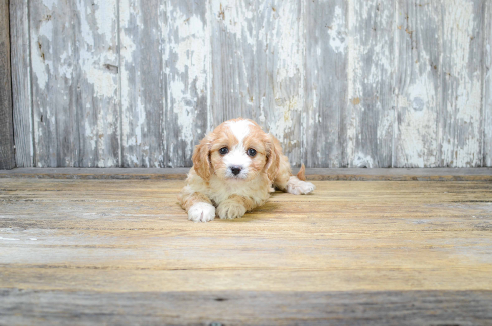 Fluffy Cavapoo Poodle Mix Pup