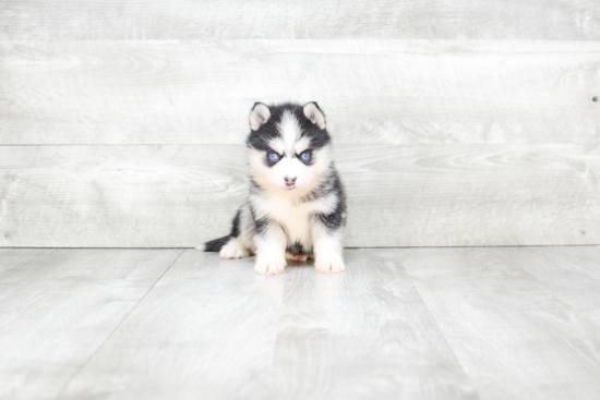 Pomsky Puppy for Adoption