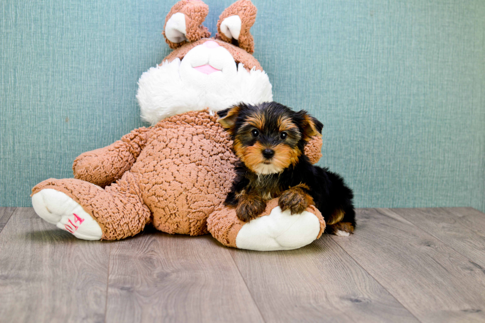 Meet Capone - our Yorkshire Terrier Puppy Photo 