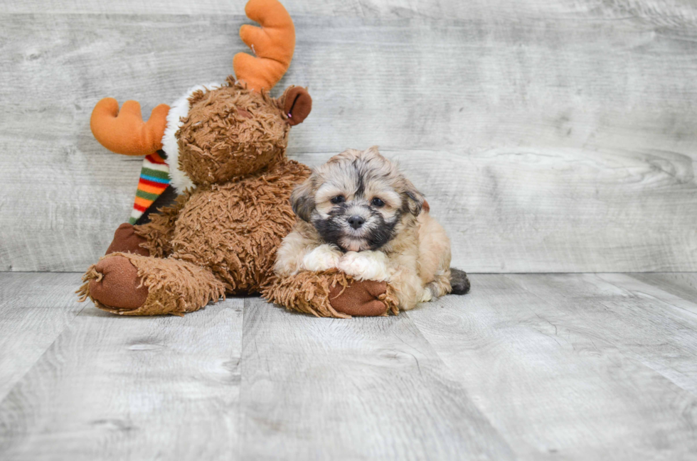 Happy Teddy Bear Baby