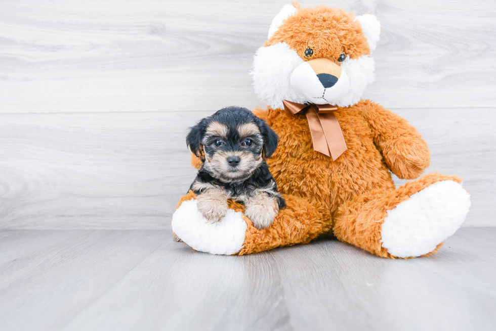 Morkie Pup Being Cute